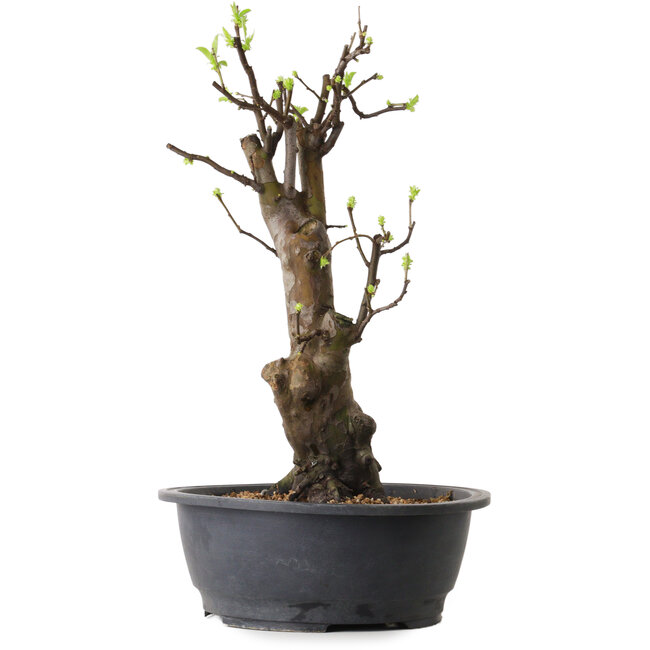 Pseudocydonia sinensis, 63 cm, ± 12 ans