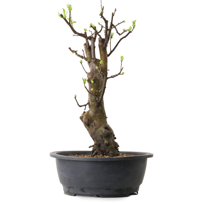 Pseudocydonia sinensis, 63 cm, ± 12 ans
