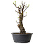 Pseudocydonia sinensis, 63 cm, ± 12 ans