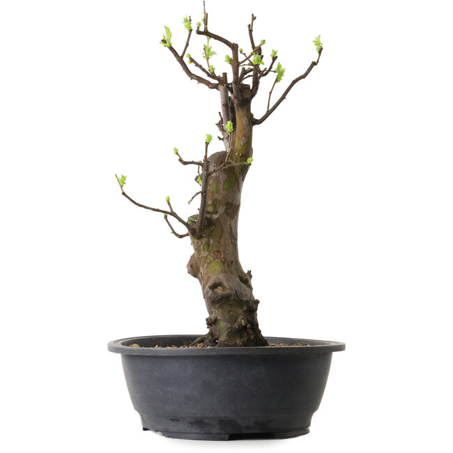 Pseudocydonia sinensis, 63 cm, ± 12 ans