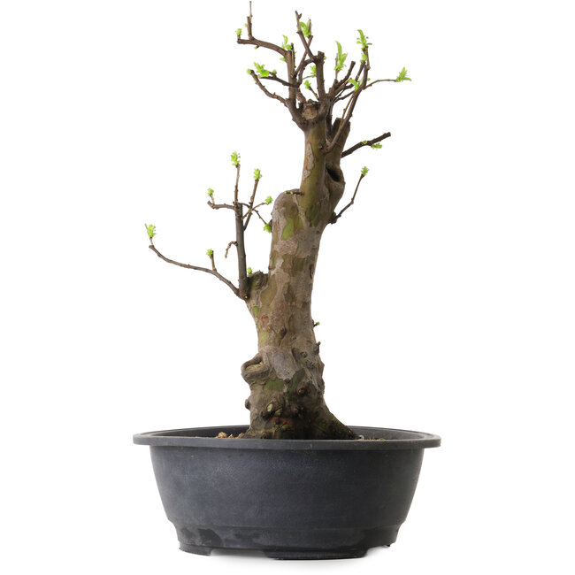 Pseudocydonia sinensis, 63 cm, ± 12 ans
