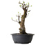 Pseudocydonia sinensis, 63 cm, ± 12 ans