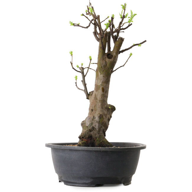 Pseudocydonia sinensis, 63 cm, ± 12 ans