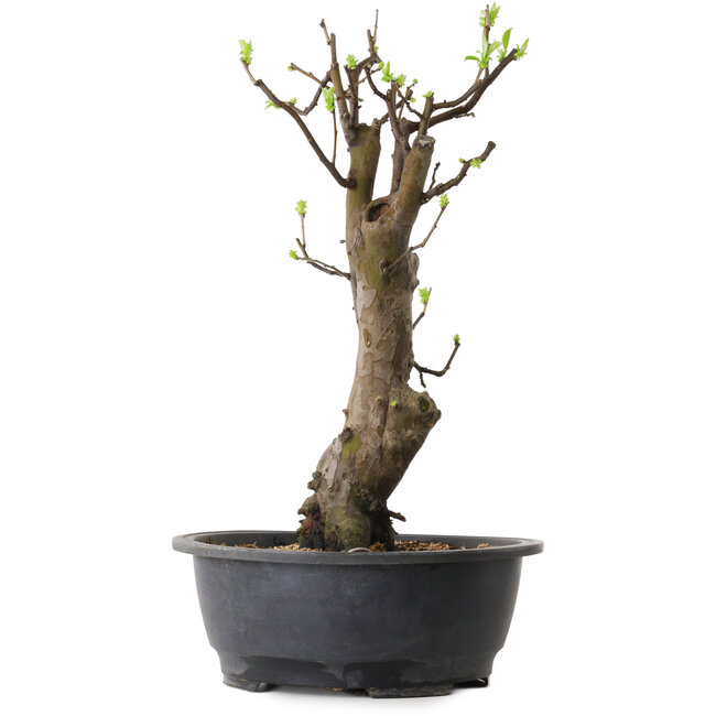 Pseudocydonia sinensis, 63 cm, ± 12 jaar oud