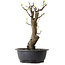 Pseudocydonia sinensis, 63 cm, ± 12 ans