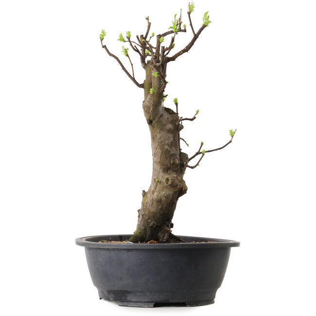Pseudocydonia sinensis, 63 cm, ± 12 ans