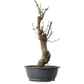 Pseudocydonia sinensis, 63 cm, ± 12 ans