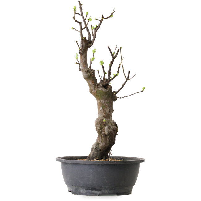 Pseudocydonia sinensis, 63 cm, ± 12 ans