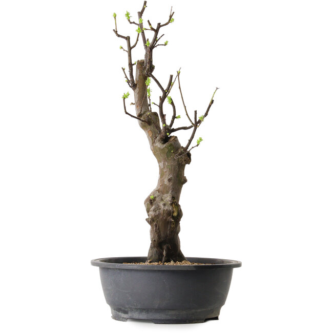 Pseudocydonia sinensis, 63 cm, ± 12 ans
