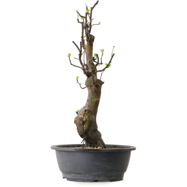 Pseudocydonia sinensis, 63 cm, ± 12 ans