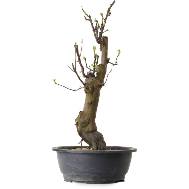 Pseudocydonia sinensis, 63 cm, ± 12 ans