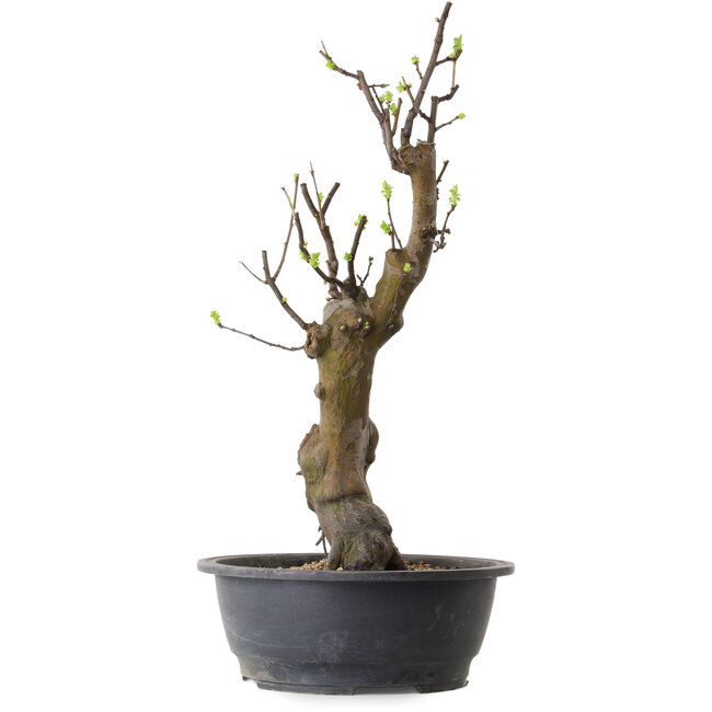 Pseudocydonia sinensis, 63 cm, ± 12 jaar oud