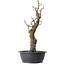 Pseudocydonia sinensis, 63 cm, ± 12 ans