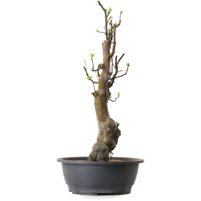 Pseudocydonia sinensis, 63 cm, ± 12 ans