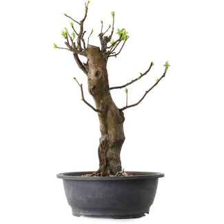 Pseudocydonia sinensis, 63 cm, ± 12 ans