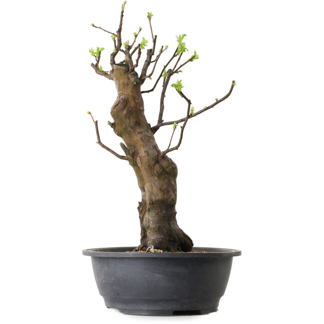 Pseudocydonia sinensis, 63 cm, ± 12 años de edad