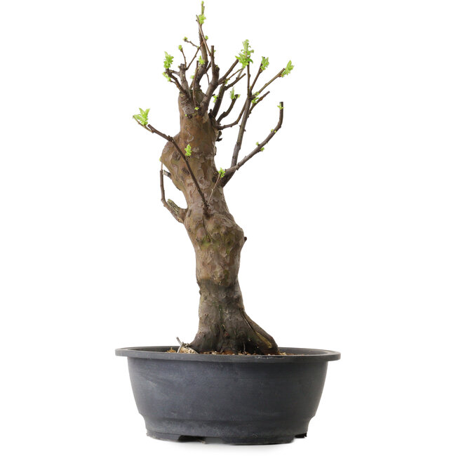 Pseudocydonia sinensis, 63 cm, ± 12 jaar oud