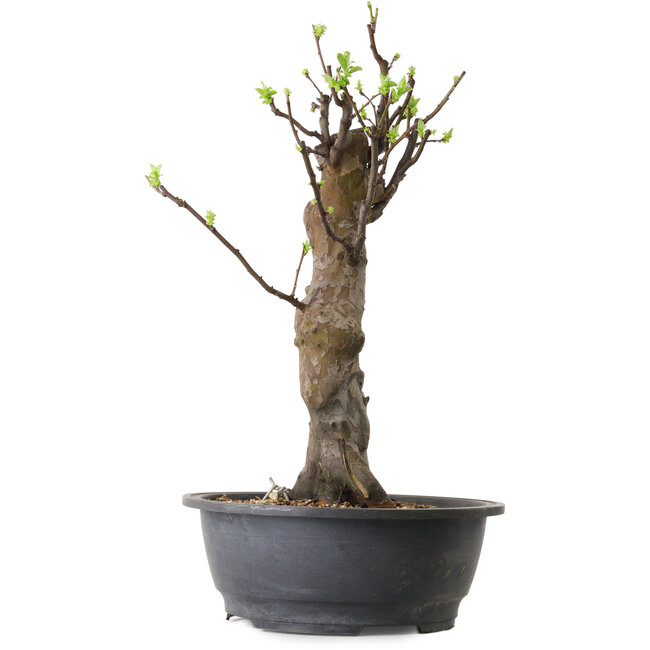 Pseudocydonia sinensis, 63 cm, ± 12 ans