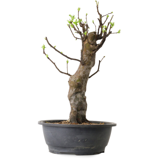 Pseudocydonia sinensis, 63 cm, ± 12 ans