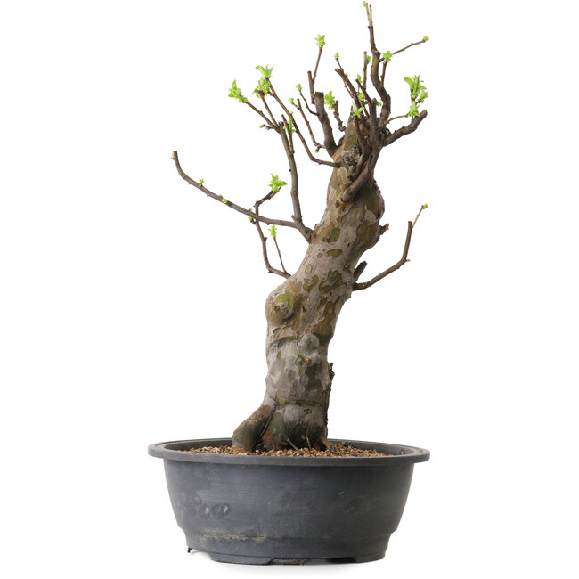 Pseudocydonia sinensis, 63 cm, ± 12 jaar oud