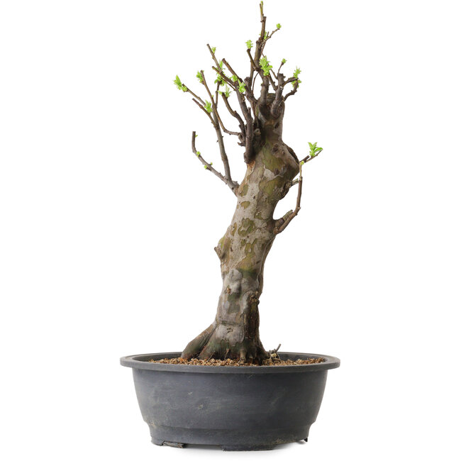 Pseudocydonia sinensis, 63 cm, ± 12 ans