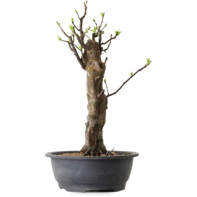 Pseudocydonia sinensis, 63 cm, ± 12 ans