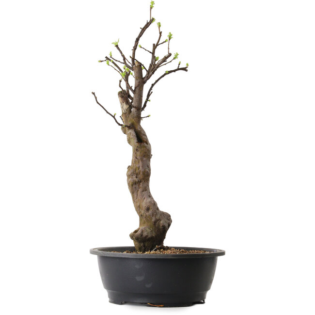 Pseudocydonia sinensis, 63 cm, ± 12 ans