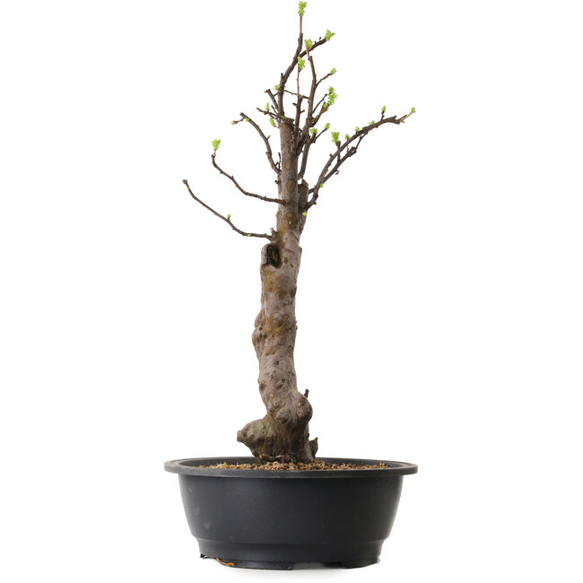 Pseudocydonia sinensis, 63 cm, ± 12 ans