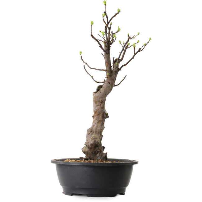 Pseudocydonia sinensis, 63 cm, ± 12 ans