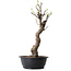 Pseudocydonia sinensis, 63 cm, ± 12 ans