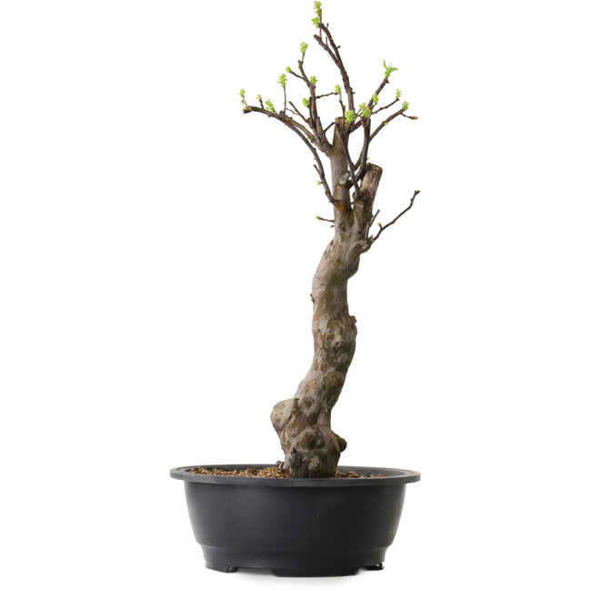 Pseudocydonia sinensis, 63 cm, ± 12 ans