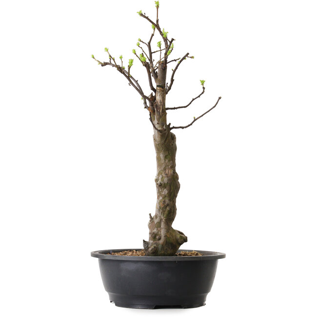 Pseudocydonia sinensis, 63 cm, ± 12 años de edad