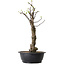 Pseudocydonia sinensis, 63 cm, ± 12 ans
