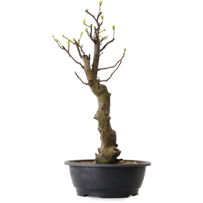 Pseudocydonia sinensis, 63 cm, ± 12 ans