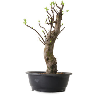 Pseudocydonia sinensis, 63 cm, ± 12 años de edad