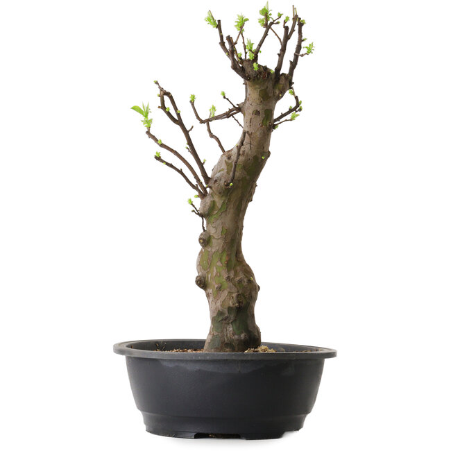 Pseudocydonia sinensis, 63 cm, ± 12 Jahre alt