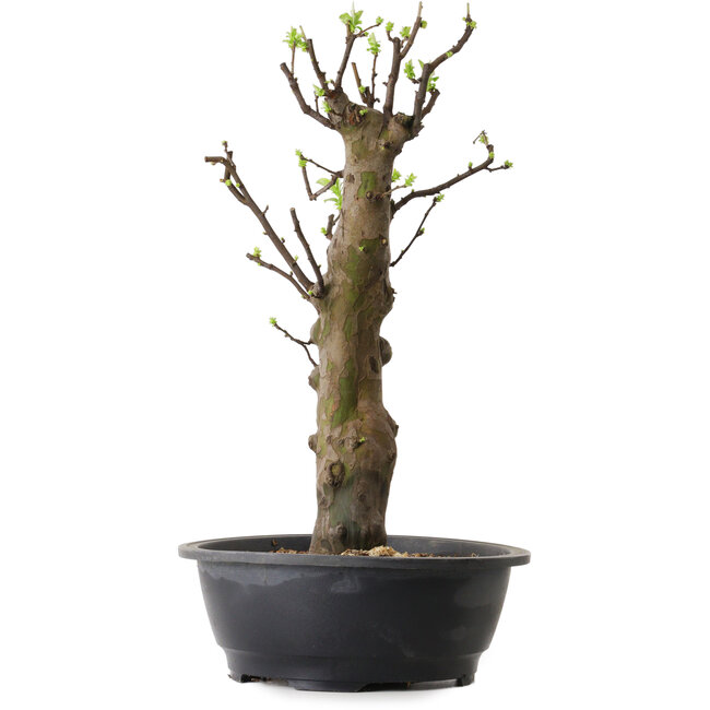 Pseudocydonia sinensis, 63 cm, ± 12 years old