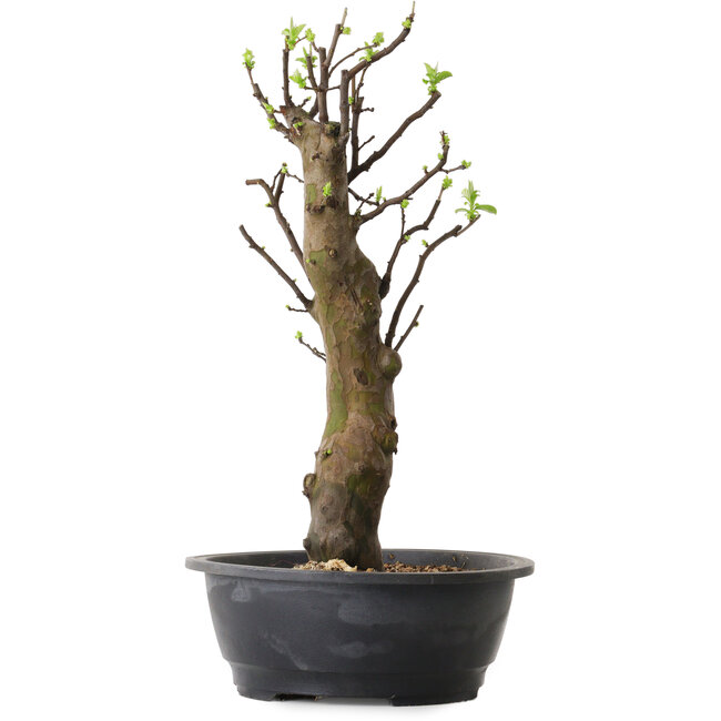 Pseudocydonia sinensis, 63 cm, ± 12 años de edad