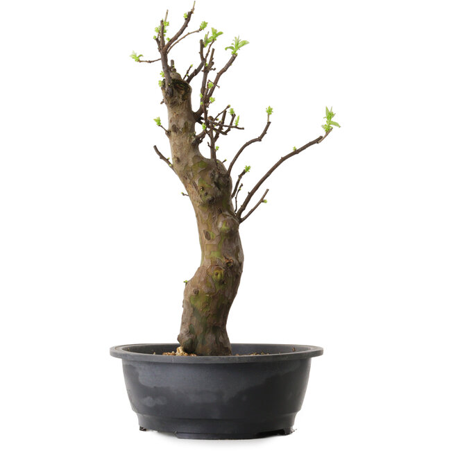 Pseudocydonia sinensis, 63 cm, ± 12 anni