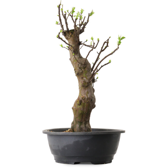 Pseudocydonia sinensis, 63 cm, ± 12 años de edad