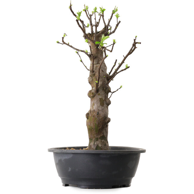 Pseudocydonia sinensis, 63 cm, ± 12 years old