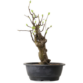 Pseudocydonia sinensis, 63 cm, ± 12 ans