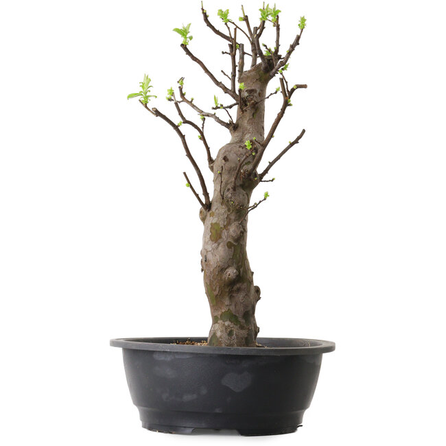 Pseudocydonia sinensis, 63 cm, ± 12 años de edad