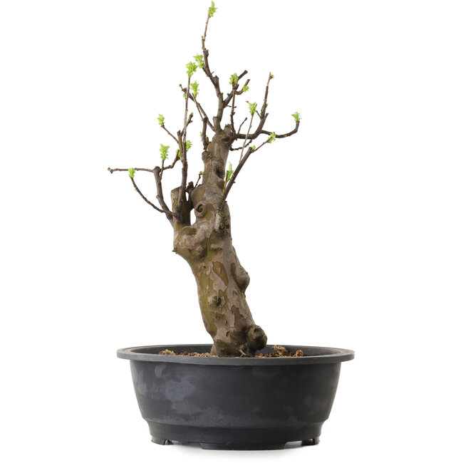 Pseudocydonia sinensis, 63 cm, ± 12 ans