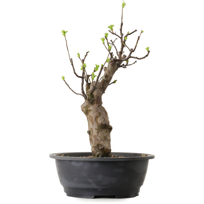 Pseudocydonia sinensis, 63 cm, ± 12 ans