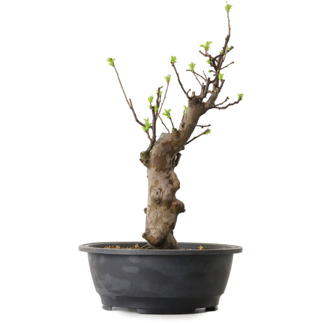 Pseudocydonia sinensis, 63 cm, ± 12 ans