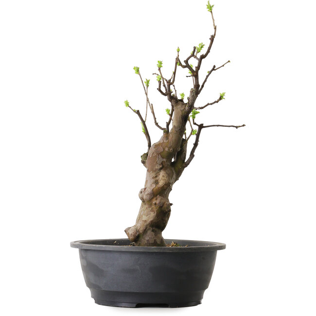 Pseudocydonia sinensis, 63 cm, ± 12 ans