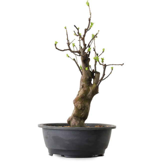 Pseudocydonia sinensis, 63 cm, ± 12 ans