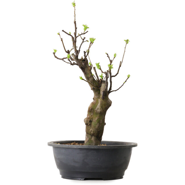 Pseudocydonia sinensis, 63 cm, ± 12 ans
