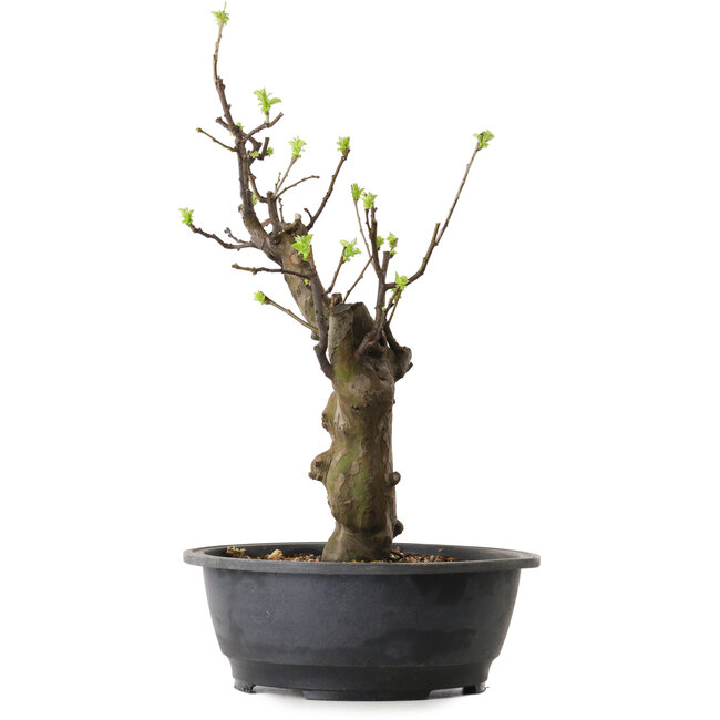 Pseudocydonia sinensis, 63 cm, ± 12 ans